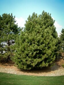 Сосна Чёрная (Pinus Nigra) купить по цене от 270.00р. в интернет-магазине «Посадика» с доставкой почтой в в Новокуйбышевске и по всей России – [изображение №1].