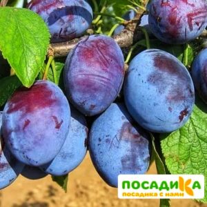 Слива Чачакская ранняя купить по цене от 229.00р. в интернет-магазине «Посадика» с доставкой почтой в в Новокуйбышевске и по всей России – [изображение №1].