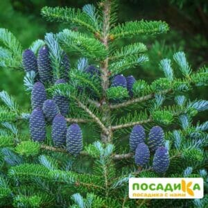 Пихта корейская (Abies koreana) купить по цене от 450.00р. в интернет-магазине «Посадика» с доставкой почтой в в Новокуйбышевске и по всей России – [изображение №1].