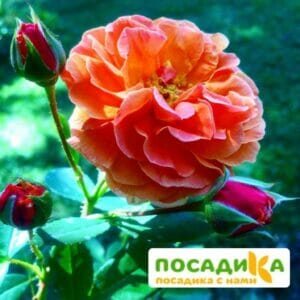 Роза Арабия купить по цене от 350.00р. в интернет-магазине «Посадика» с доставкой почтой в в Новокуйбышевске и по всей России – [изображение №1].