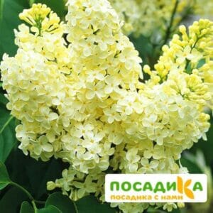 Сирень Примроуз (Primrose) купить по цене от 529.00р. в интернет-магазине «Посадика» с доставкой почтой в в Новокуйбышевске и по всей России – [изображение №1].