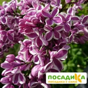 Сирень Сенсация купить по цене от 529.00р. в интернет-магазине «Посадика» с доставкой почтой в в Новокуйбышевске и по всей России – [изображение №1].