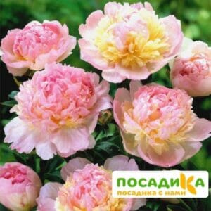 Пион Распберри Сандей (Paeonia Raspberry Sundae) купить по цене от 959р. в интернет-магазине «Посадика» с доставкой почтой в в Новокуйбышевске и по всей России – [изображение №1].