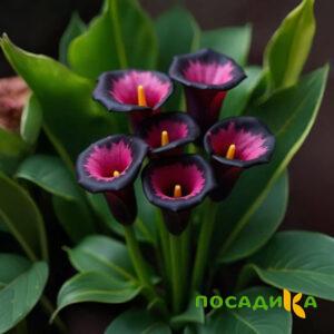 Калла Аура Лейс купить по цене от 400р. в интернет-магазине «Посадика» с доставкой почтой в в Новокуйбышевске и по всей России – [изображение №1].