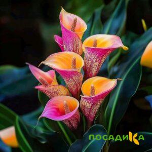 Калла Оникс купить по цене от 450р. в интернет-магазине «Посадика» с доставкой почтой в в Новокуйбышевске и по всей России – [изображение №1].
