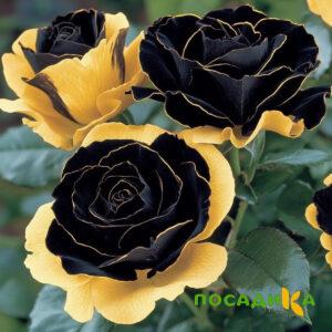 Роза Ханни Сикл купить по цене от 700р. в интернет-магазине «Посадика» с доставкой почтой в в Новокуйбышевске и по всей России – [изображение №1].