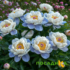 Пион акварельный Этюд купить по цене от 806р. в интернет-магазине «Посадика» с доставкой почтой в в Новокуйбышевске и по всей России – [изображение №1].