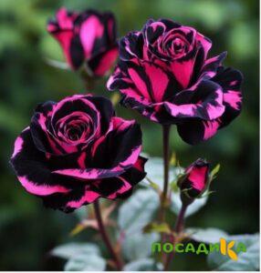 Роза Багровый Шепот купить по цене от 366р. в интернет-магазине «Посадика» с доставкой почтой в в Новокуйбышевске и по всей России – [изображение №1].