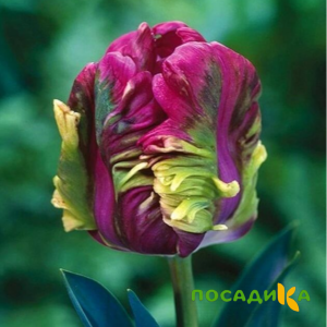 Тюльпан Экзотик Хэвен купить по цене от 186р. в интернет-магазине «Посадика» с доставкой почтой в в Новокуйбышевске и по всей России – [изображение №1].